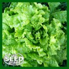 Limited Edition Granex Yellow Onion Seeds - 300 SEEDS