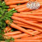 Best-Selling Imperator Carrot Seeds - 500 SEEDS NON-GMO