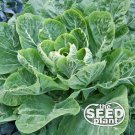 Limited Edition Morris Heading Collard Green Seeds - 500 SEEDS