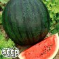 Exclusive Sugar Baby Watermelon Seeds - 50 SEEDS NON-GMO