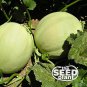 Limited Edition Honeydew Melon Seeds 50 SEEDS