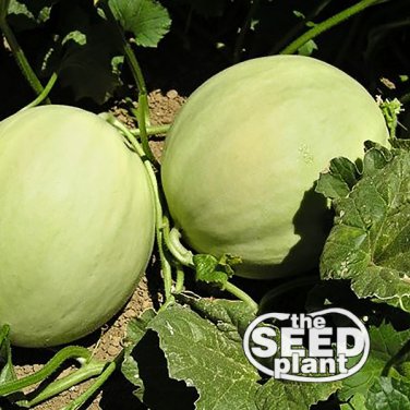 New Arrival Honeydew Melon Seeds 25 SEEDS
