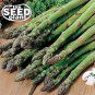 Best-Selling Mary Washington Asparagus Seeds -50 SEEDS