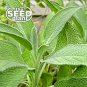 Premium Sage Seeds 50 SEEDS