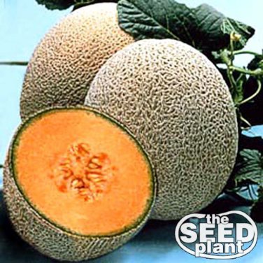 Top-Quality Hale's Best Jumbo Cantaloupe Seeds 50 SEEDS