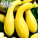Best-Selling Crookneck Yellow Squash Seeds - 25 SEEDS