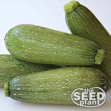 Top-Quality Grey Zucchini Squash Seeds - 25 SEEDS NON-GMO