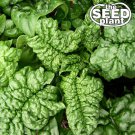 Best-Selling Bloomsdale Spinach Seeds 100 SEEDS NON-GMO