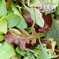 Premium Mesclun Mix Lettuce Seeds - 1000 SEEDS