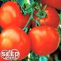 Top-Quality Marglobe Tomato Seeds 125 SEEDS