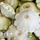 New Arrival White Bush Scallop Squash Seeds - 25 SEEDS NON-GMO