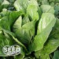 New Arrival Parris Island Romaine Lettuce Seeds - 500 SEEDS