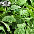 Best-Selling Arugula Seeds - 1000 SEEDS NON-GMO