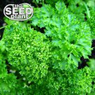 Top-Quality Triple Curled Parsley Seeds - 600 SEEDS NON-GMO