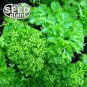 Top-Quality Triple Curled Parsley Seeds - 600 SEEDS NON-GMO