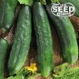 Best-Selling Marketmore 76 Cucumber Seeds - 25 SEEDS