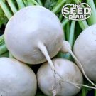 New Arrival Shogoin Turnip Seeds - 1000 SEEDS NON-GMO