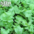Premium Seven Top Turnip Seeds - 1,000 SEEDS NON-GMO