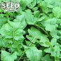 Premium Seven Top Turnip Seeds - 1,000 SEEDS NON-GMO