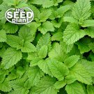 Top-Quality Lemon Balm Seeds - 100 SEEDS NON-GMO