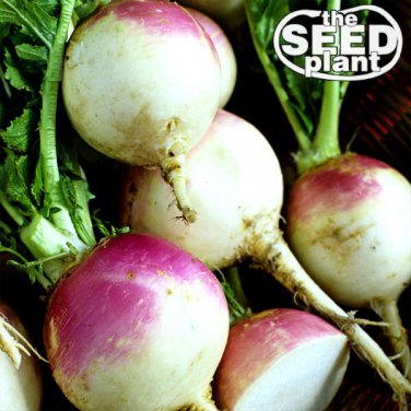 New Arrival Purple Top White Globe Turnip Seeds - 1000 SEEDS NON-GMO