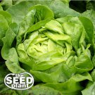 Exclusive Buttercrunch Lettuce Seeds- 1500 NON-GMO SEEDS