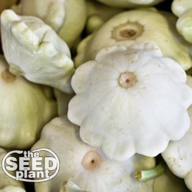 Top-Quality White Bush Scallop Squash Seeds - 50 SEEDS NON-GMO
