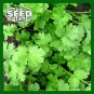 Exclusive Cilantro Seeds - 300 SEEDS NON-GMO