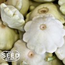 Limited Edition White Bush Scallop Squash Seeds - 50 SEEDS