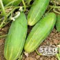 Premium Poinsett 76 Cucumber Seeds - 25 SEEDS NON-GMO