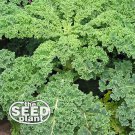 Best-Selling Siberian Kale Seeds - 250 SEEDS NON-GMO