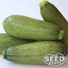 Limited Edition Grey Zucchini Squash Seeds - 10 SEEDS
