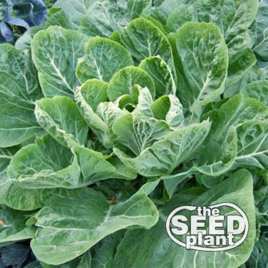 New Arrival Morris Heading Collard Green Seeds - 250 SEEDS