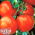 Premium Marglobe Tomato Seeds 250 SEEDS