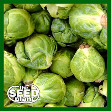 Exclusive Long Island Brussels Sprouts Seeds - 250 SEEDS NON-GMO