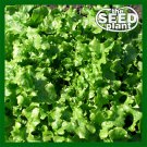 Top-Quality Salad Bowl Lettuce Seeds - 500 SEEDS NON-GMO