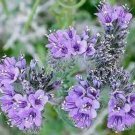New Arrival LACY PHACELIA 100 FRESH SEEDS PHACELIA TANACETIFOLIA
