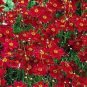 Top-Quality PLAINS COREOPSIS TALL RED FLOWER 100 FRESH SEEDS