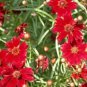 Top-Quality PLAINS COREOPSIS TALL RED FLOWER 100 FRESH SEEDS