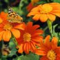 Premium MEXICAN TORCH SUNFLOWER 25 FRESH SEEDS