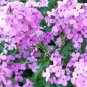 Best-Selling DAME'S ROCKET SEEDS VIOLET 100 FRESH SEEDS
