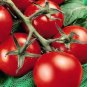 Limited Edition 25 FRESH HEIRLOOM MONEYMAKER TOMATO SEEDS