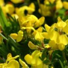 New Arrival BIRD'S FOOT TREFOIL 100 FRESH SEEDS