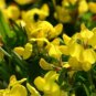 New Arrival BIRD'S FOOT TREFOIL 100 FRESH SEEDS