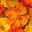 Premium COSMOS BRIGHT LIGHTS MIX 30 FRESH FLOWER SEEDS