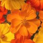 Premium COSMOS BRIGHT LIGHTS MIX 30 FRESH FLOWER SEEDS