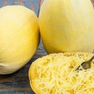Best-Selling SPAGHETTI SQUASH 5 VEGETABLE SEEDS