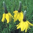 Limited Edition YELLOW PRARIE CONEFLOWER RATIBIDA COLUMNARIS 100 FRESH SEEDS
