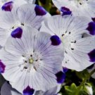 Premium FIVESPOT 50 FRESH SEEDS FIVE SPOT