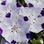 Premium FIVESPOT 50 FRESH SEEDS FIVE SPOT